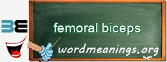 WordMeaning blackboard for femoral biceps